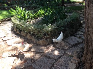 Mer høner på tur...